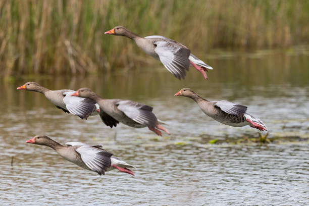 istock group of several landing gray geese (anser anser) with reed and water 869401762