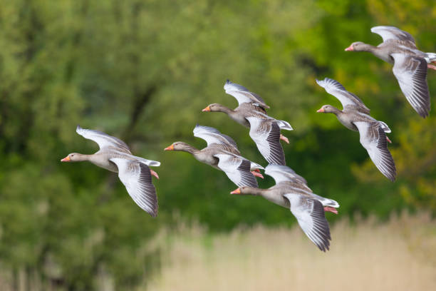 istock group of several flying gray geese (anser anser) with green trees 869401856