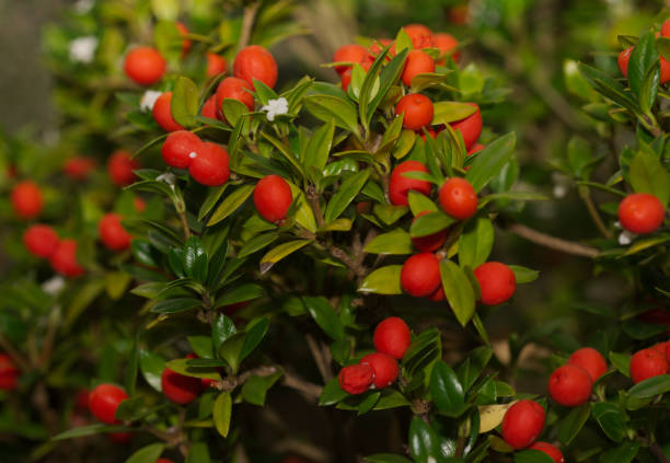 alyxia ruscifolia, apocynaceae, isola lord howe, australia orientale, papua nuova guinea - lord howe island foto e immagini stock