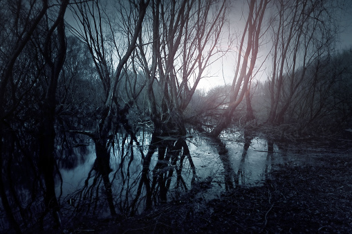 Gloomy swamp. Reflection of trees in water. Sunset landscape