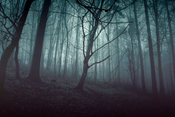 istock Green mysterious forest in the fog. Dark forest. Trees silhouette 869402256