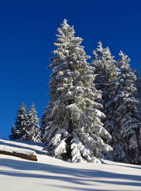 пихтовый лес в зимний день. новый снег. - bernese oberland gstaad winter snow стоковые фото и изображения