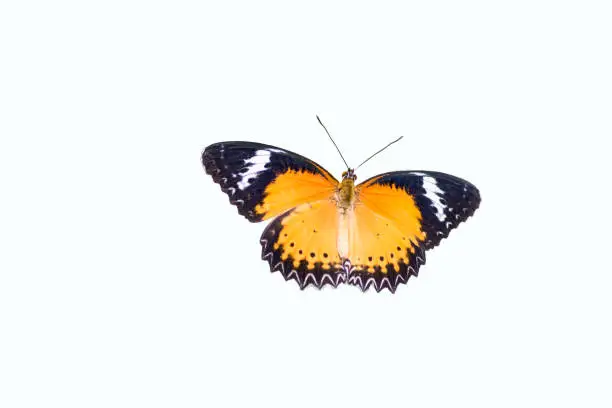 Leopard Lacewing Butterfly,isolated on white background