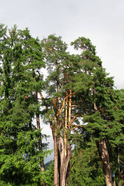 istock alpe di siusi, italy , pines trees 869408984