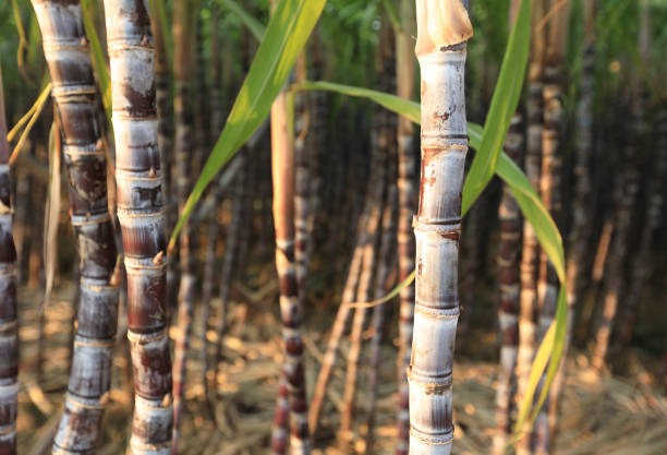 istock Sugarcane plants growing at field 869412562