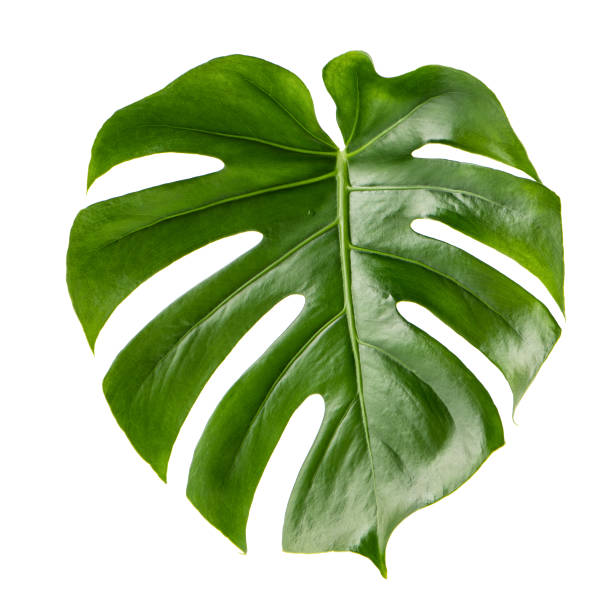 istock Green leaf exotic plant monstera isolated white background 869420548