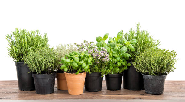 istock Fresh herbs isolated white background Basil rosemary thyme 869422740