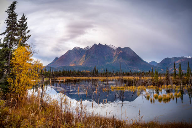 istock Alaska Denali National park 869422762