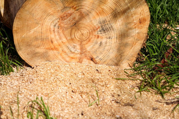 A tree log trunks on grass ready for cutting, close up. Part of a cut log on the ground with sawdust. Wood industry. Heating season, winter season. Renewable resource of energy. Environmental concept.