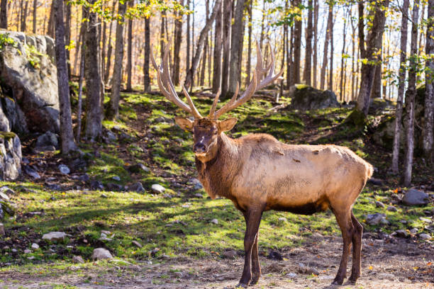 istock American or Canadian Elk. 869422938