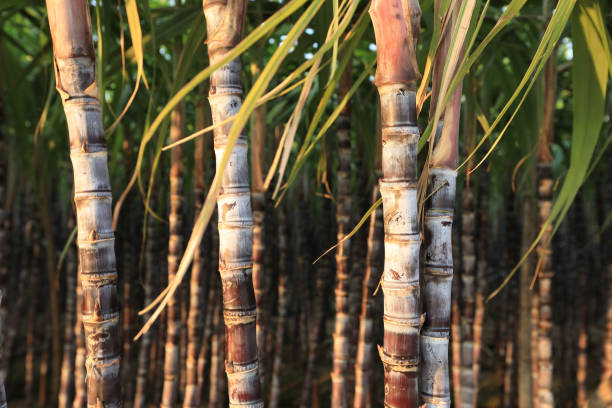 istock Sugarcane plants growing at field 869423050