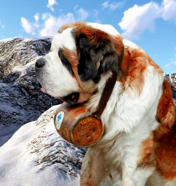 istock Bernardine dog in Swiss Alps 869423530