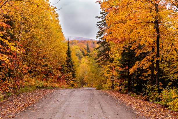 istock Autumn leaf fall landscape on a dreary dull day in north Quebec, Canada. 869423868