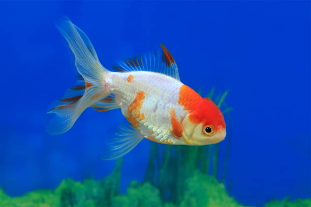 istock Aquarium fish red with flowing fins 869426754