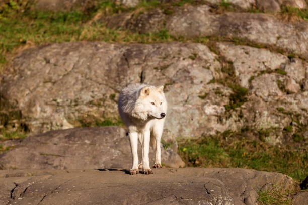 istock Arctic wolf, pictured in late autumn, north Quebec, Canada. 869426862