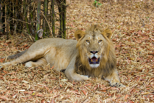 Asiatic Lion in a national park in India.