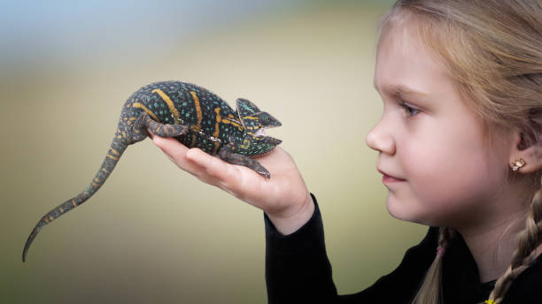 istock The child holds a bright hissing chameleon. Background nature 869427332