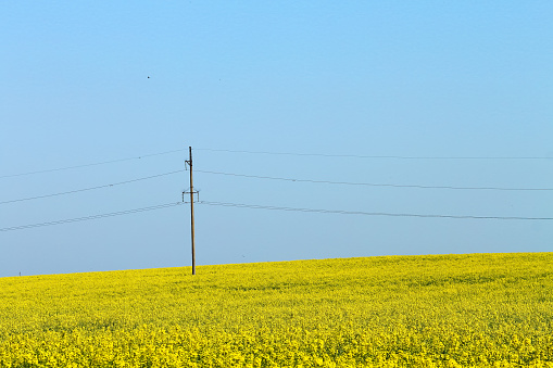 Power transmission line support in canola, rapeseed, colza yellow field against blue sky