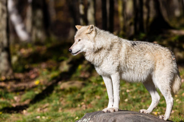istock Arctic wolf, pictured in late autumn, north Quebec, Canada. 869432868