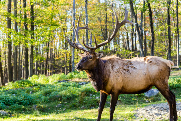 istock American or Canadian Elk. 869436482