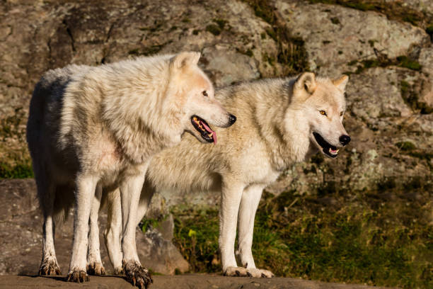istock Arctic wolf, pictured in late autumn, north Quebec, Canada. 869436948