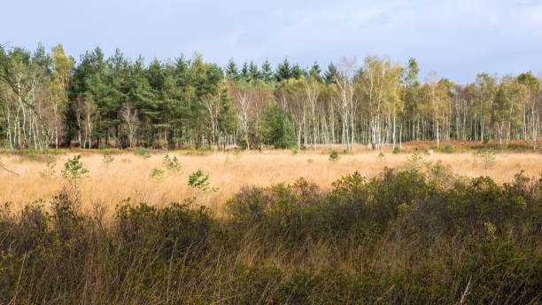 istock Campina Nature Reserve 869437144