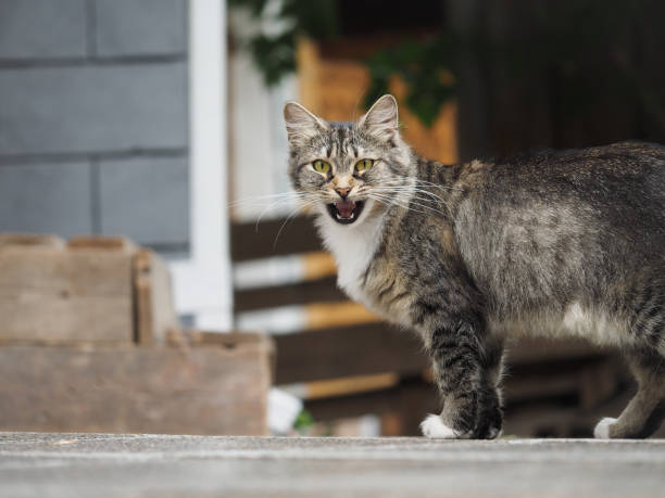 istock A street cat yawns on the path 869437500