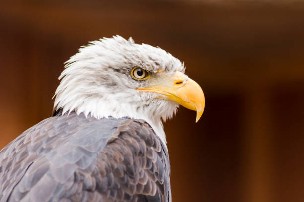 istock Portrait of a bald eagle (lat. haliaeetus leucocephalus) 869441138