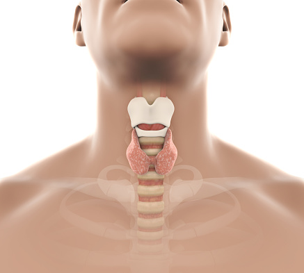 Ilustración de anatomía humana de la glándula tiroides photo