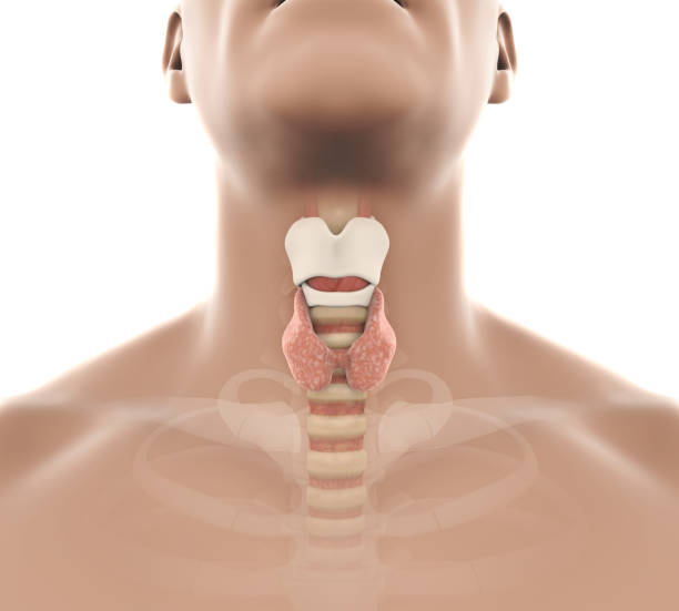 istock Human Thyroid Gland Anatomy Illustration 869441278