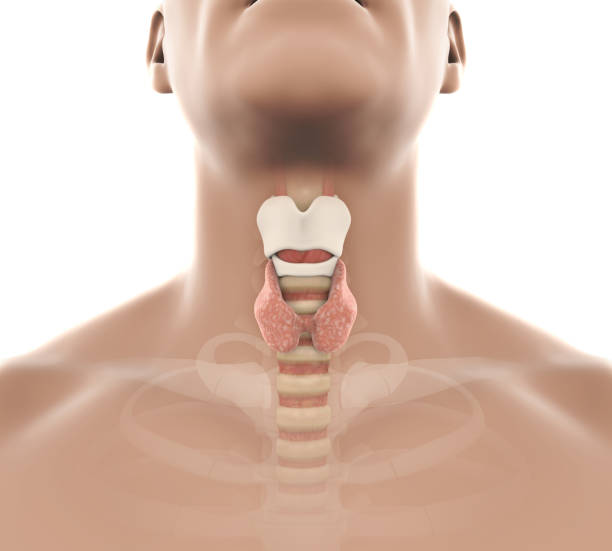 Human Thyroid Gland Anatomy Illustration Human Thyroid Gland Anatomy Illustration. 3D render larynx stock pictures, royalty-free photos & images