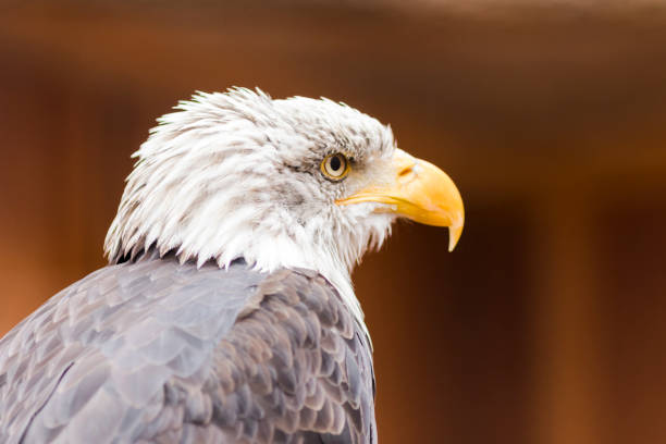 istock Portrait of a bald eagle (lat. haliaeetus leucocephalus) 869441352