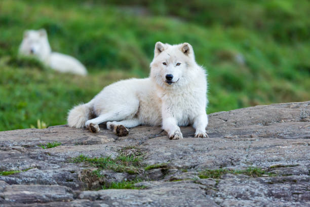 istock Arctic wolf, pictured in late autumn, north Quebec, Canada. 869441450
