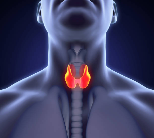 istock Human Thyroid Gland Anatomy Illustration 869441482