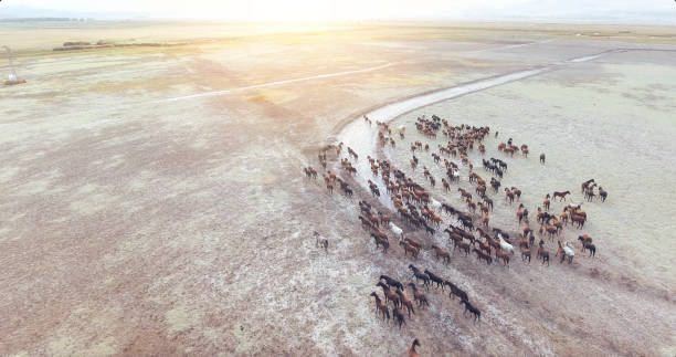 istock Horse herd run fast in desert dust against dramatic sunset sky. 869444164