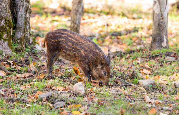 istock Wild Boar resting in a boreal forest north Quebec Canada. 869444406
