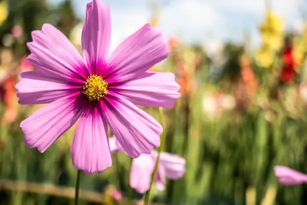 Cosmos flowers blooming in the garden.Pink and red cosmos flowers garden, soft focus and look in blue color tone.Cosmos flowers blooming in Field.