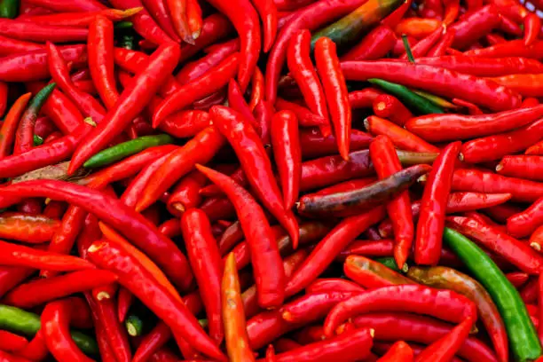 Close up fresh red chilli pepper. chilli fior nature background and wallpaper. can be use to background, wallpaper, card, template.spicy herbs and ingredientts.