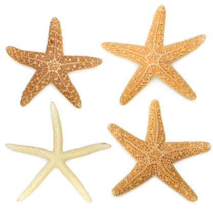 A collection of four starfish. 