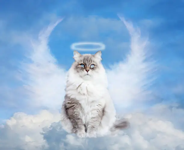 wite and gray  cat sitting on clouds, saint halo, angel wings, blue sky, front view