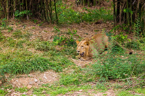 Two young male lions resting on a big rock