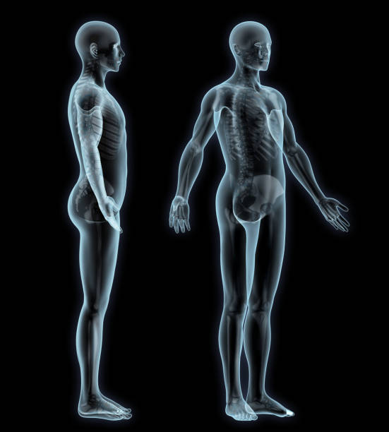 istock Human Skeleton Anatomy Isolated 869452098