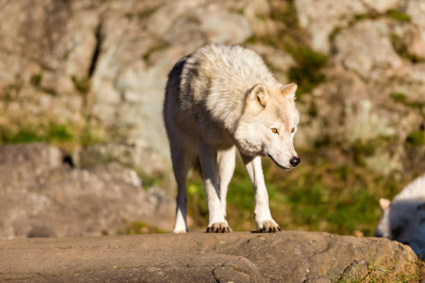 istock Arctic wolf, pictured in late autumn, north Quebec, Canada. 869456220