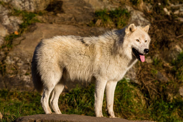 istock Arctic wolf, pictured in late autumn, north Quebec, Canada. 869456584