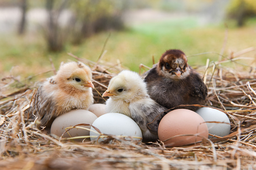 Little chicks in the hay with eggs