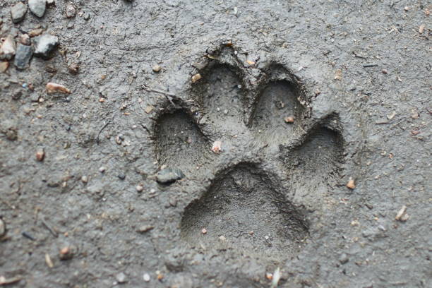 istock large dog's footprint 869460024