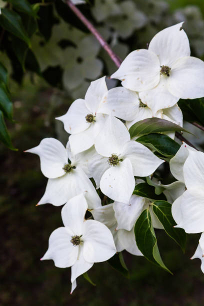 istock Kousa Dogwood Blooms 869462644