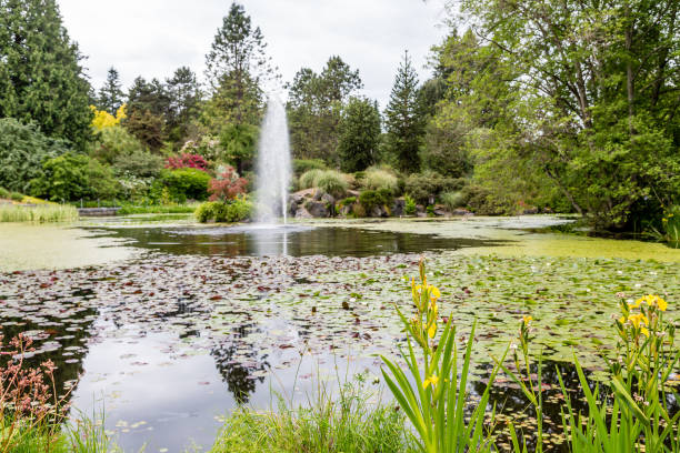 istock Lily Pads in Pond with Fountain 869462838