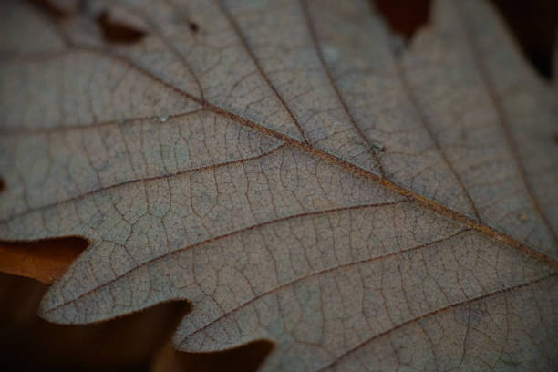 Natural patterns on a leaf stock photo