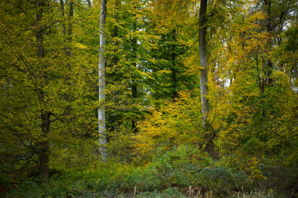 A forest in autumn stock photo